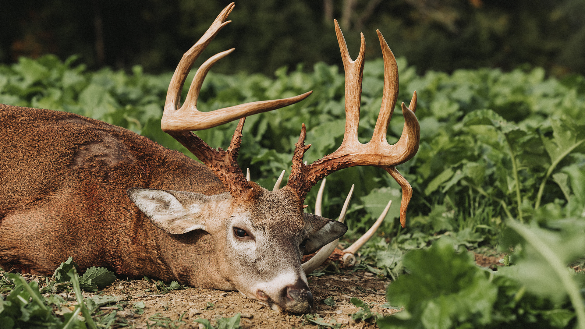 The Fingar Buck