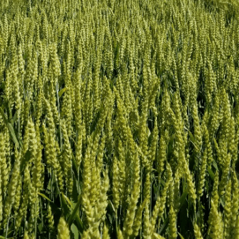 Seed Plot Wildlife Food Plot Seed for Sale | SEEDWAY® Wildlife Genetics™