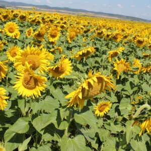 SWS 9601 Sunflower (Untreated)