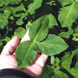 Fixation Balansa Clover
