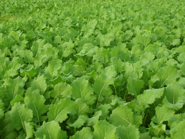 Forage Turnip Field