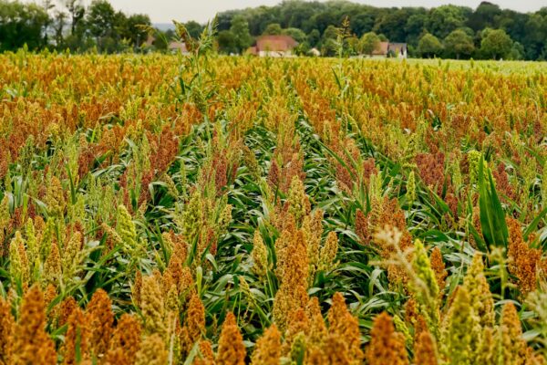 Grain Sorghum