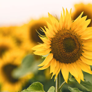 Wildlife Sunflower