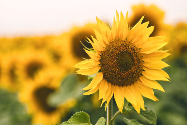 Bright yellow sunflower in field