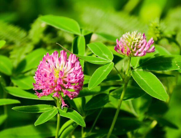 Blooming meadow clover with big red flowers