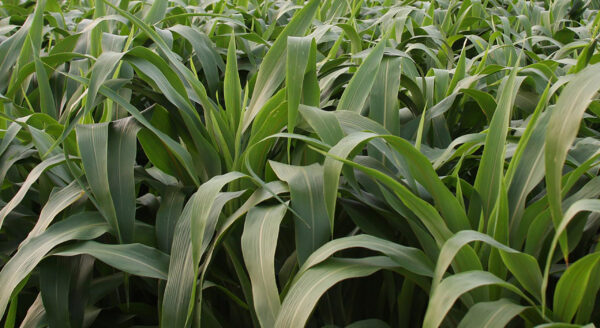 Sorghum Sudangrass 3