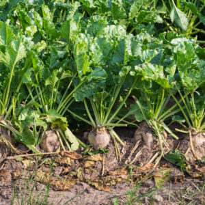 Forage Sugar Beets