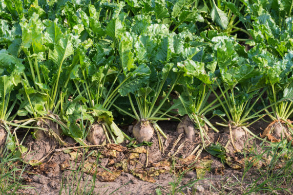 Closeup of organically cultivated sugar beet plants and weeds in a field of dry clay soil