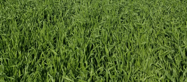 Thor Triticale