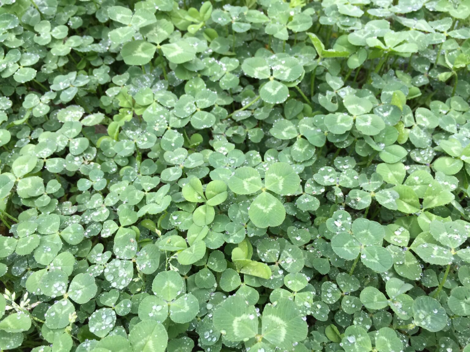 Spring Clover Plot Crusade White Clover - SEEDWAY® Wildlife Genetics™