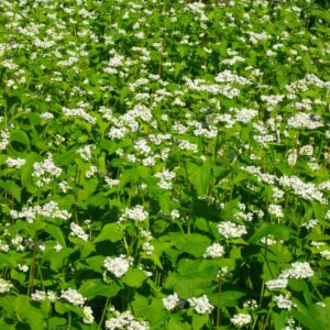 Buckwheat