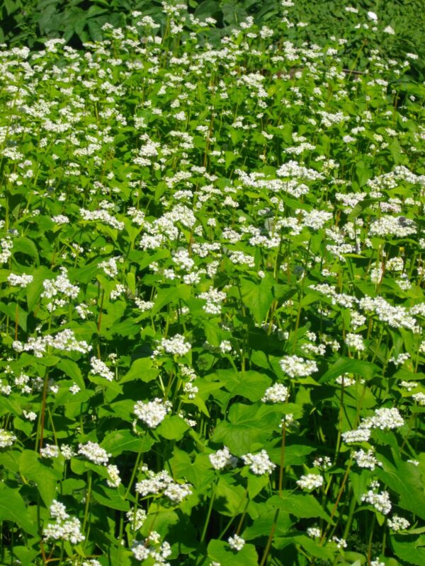 buckwheat cover crop