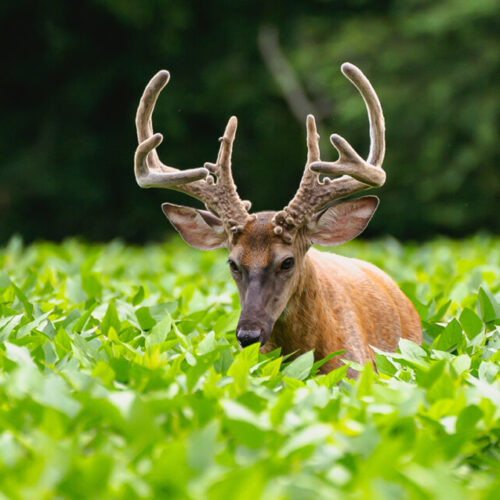 big-buck-velvet-close-4S-plot-850x638 big-buck-velvet-close-4S-plot-850x638