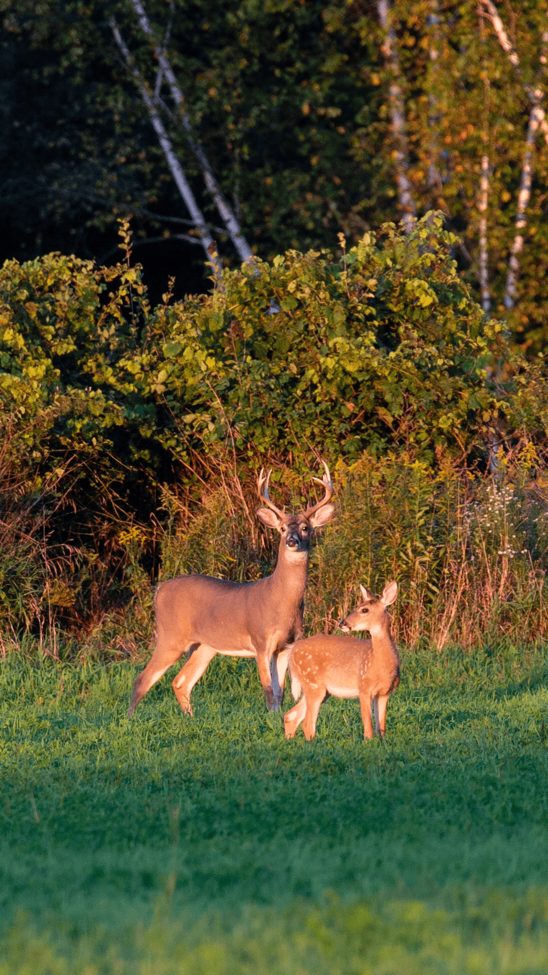 Food Plot Seed
