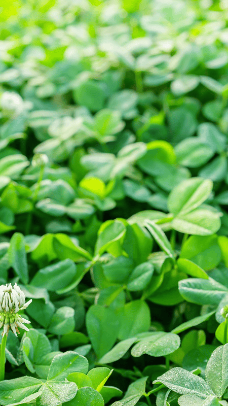 Food Plot Growth