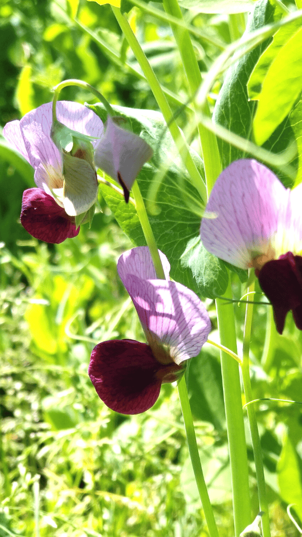 Food Plot Growth